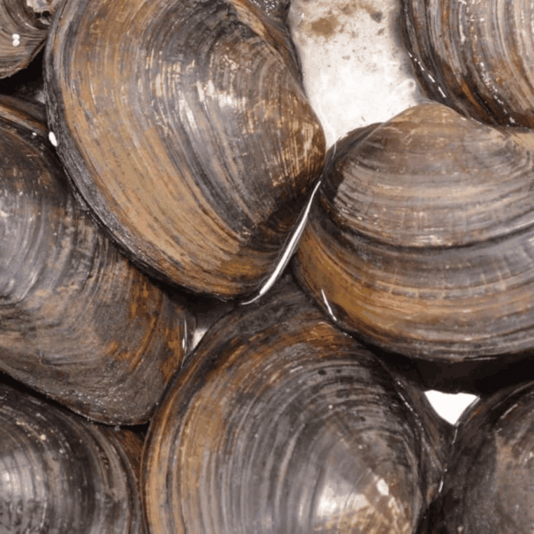 Ingredients needed for Easy Instant Pot Steamed Clams on kitchen table.
