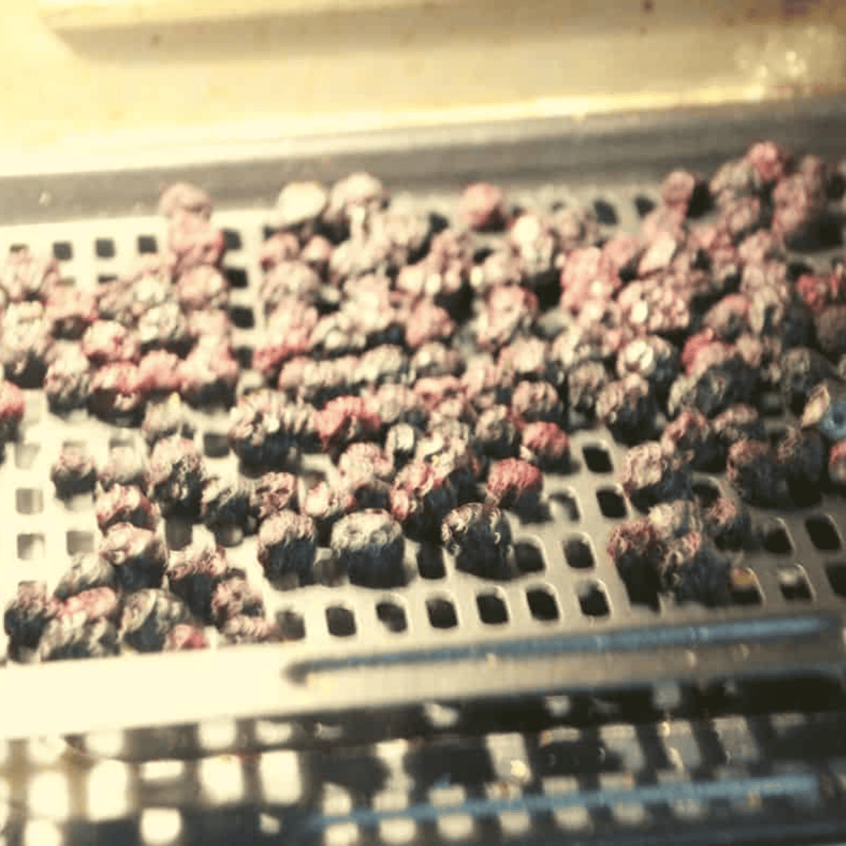 Air Fryer Dehydrated Blueberries (2)