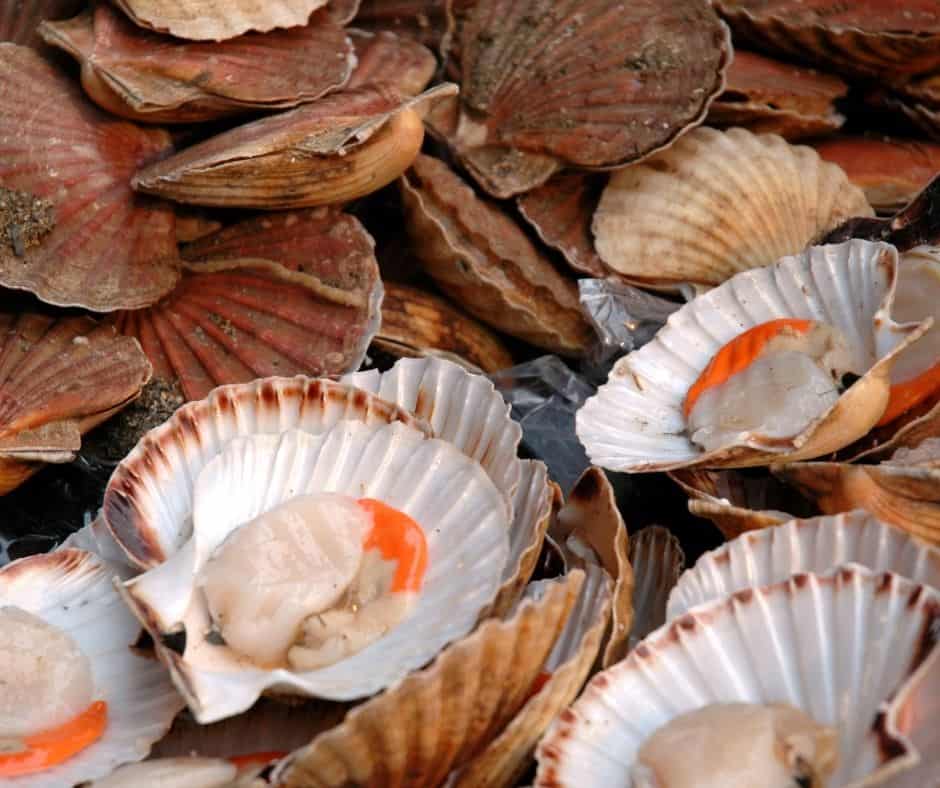 Ingredients Needed For Air Fryer Scallops on the Half Shell