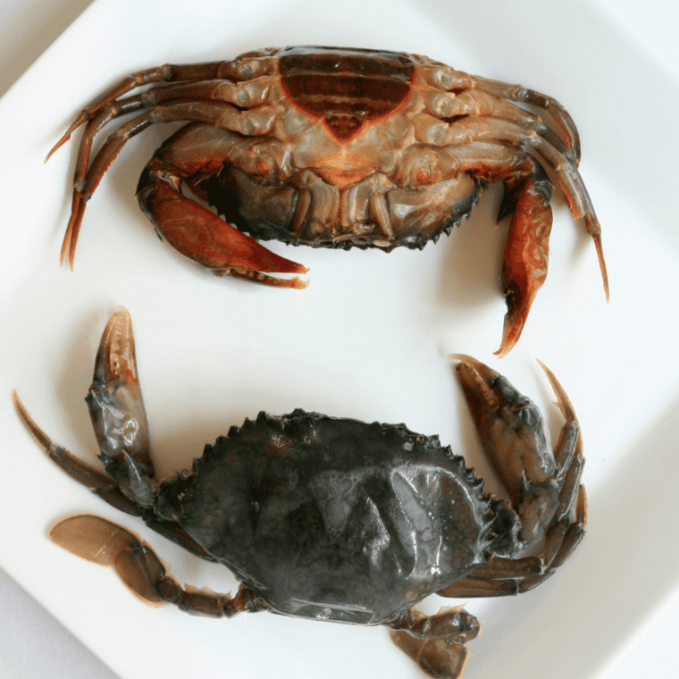 Close up of soft shell crab on plate.
