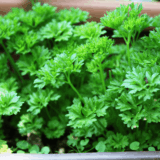 Fresh parsley being dehydrated in the air fryer, ready for storage.