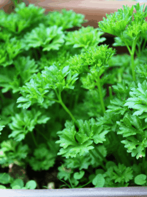Fresh parsley being dehydrated in the air fryer, ready for storage.