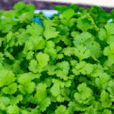 Fresh cilantro being dehydrated in the air fryer, ready for storage.