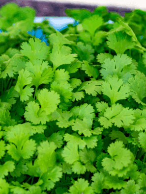 Fresh cilantro being dehydrated in the air fryer, ready for storage.