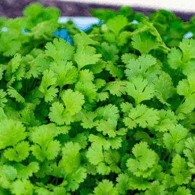 Fresh cilantro being dehydrated in the air fryer, ready for storage.