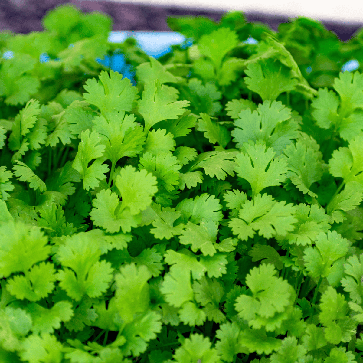 Fresh cilantro being dehydrated in the air fryer, ready for storage.