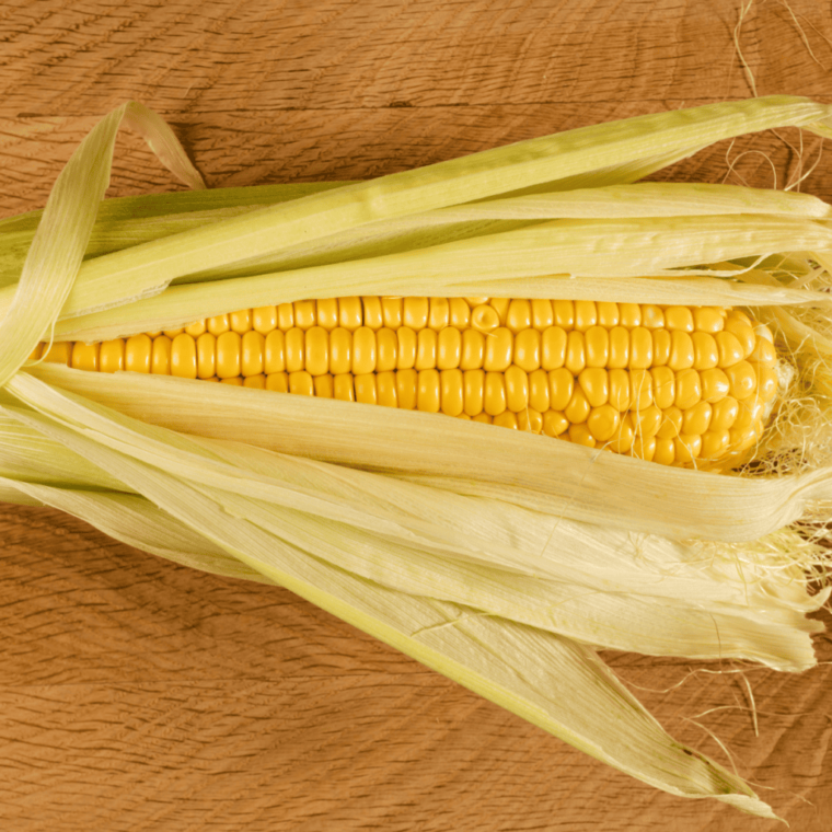 overhead closeup: corn on the cob still wrapped in husks