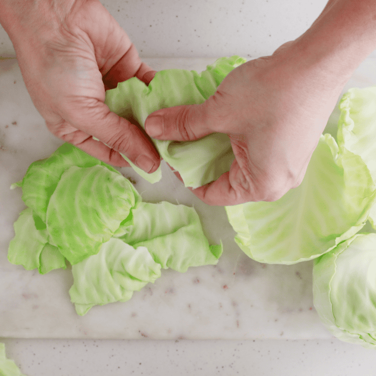 Cabbage leaves torn into bite-sized pieces with the core and thick ribs set aside.