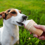 Ninja Creami dog ice cream in a pint container