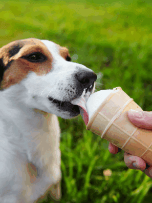 Ninja Creami dog ice cream in a pint container